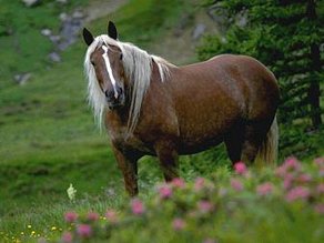 Horse Breed Noric