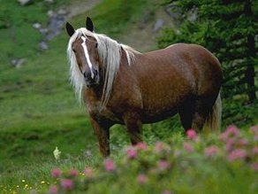 Pferderasse Noriker