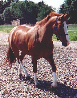 Horse Breed Freiberger Horse