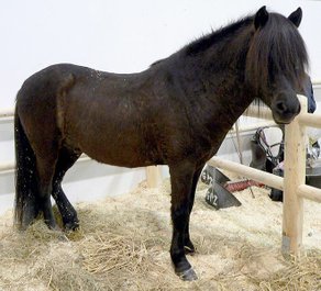 Horse Breed Aegidienberger