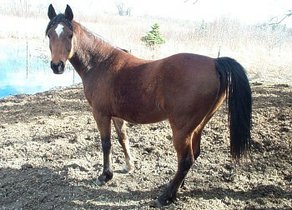 Horse Breed Albanian Horse