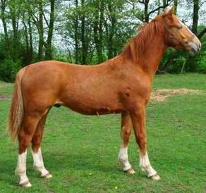 Horse Breed Alt Oldenburger