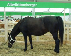 Horse Breed Altwurttemberg