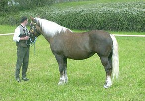 Horse Breed Abtenauer
