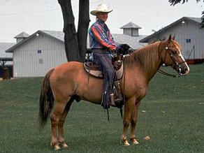Pferderasse American Indian Horse