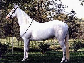 Horse Breed Albino