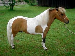 Horse Breed American Miniature Horse