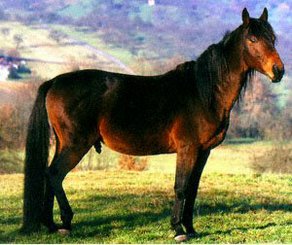 Horse Breed Anglo-Kabarda