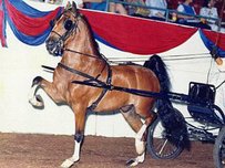 Amerikanisches Shetland Pony Pferd