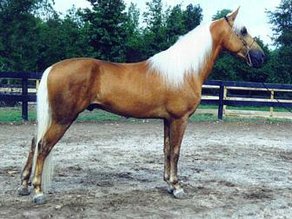 Horse Breed American Walking Pony