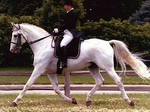 Horse Breed American Warmblood