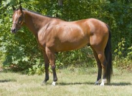 Horse Breed Appendix Quarter Horse