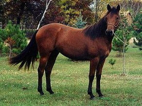 Horse Breed Azteca