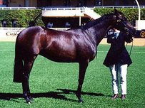 Australian Stock Horse Horse