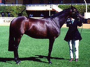 Horse Breed Australian Stock Horse