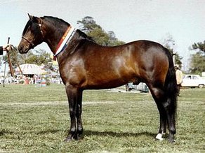 Horse Breed Australian Pony