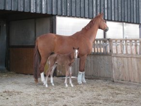 Pferderasse Australisches Warmblut