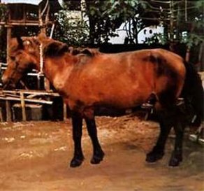 Horse Breed Bali Pony