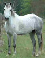 Horse Breed Cape Boerpferd