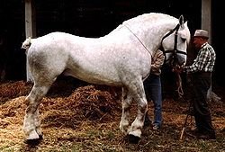 Horse Breed Boulonnais