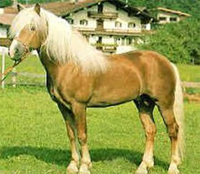Horse Breed Avelignese