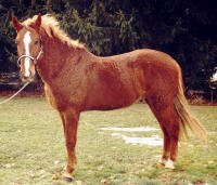 Horse Breed Baschkir Horse