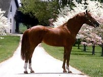 Belgian Warmblood Horse