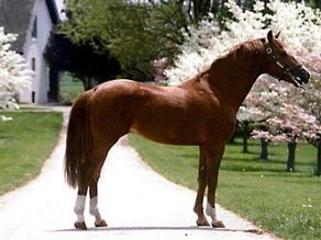 Horse Breed Belgian Warmblood