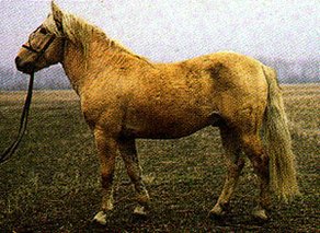 Horse Breed Banker Horse
