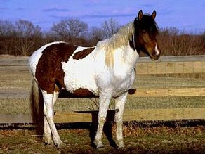 Horse Breed Bashkir Curley