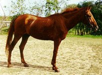 Budyonny Horse