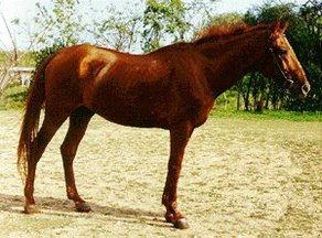 Horse Breed Budyonny