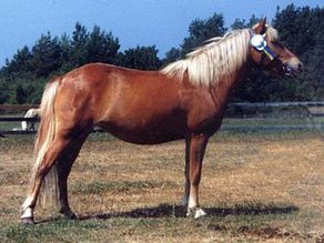 Horse Breed Gotland Pony