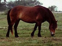 Exmoor Pony Pferd