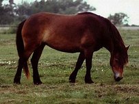Exmoor Pony Horse