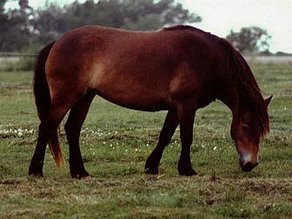 Horse Breed Exmoor Pony