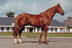 Horse Breed French Trotter