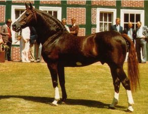 Horse Breed Furioso Horse