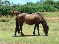 Yonaguni-Pony Horse