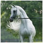 Horse Breed Egyptian Arabian, Egyptian Horse