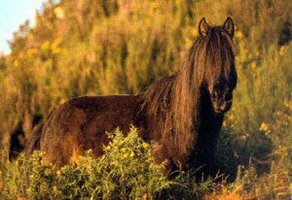 Horse Breed Asturian