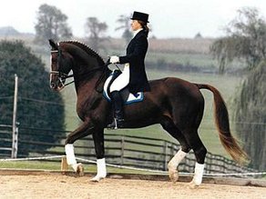 Horse Breed Danish Warmblood