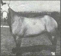 Chickasaw Pony Horse