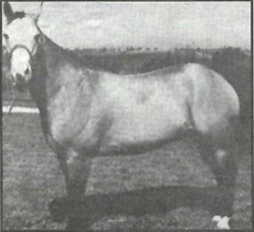 Pferderasse Chickasaw Pony