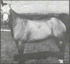 Horse Breed Chickasaw Pony