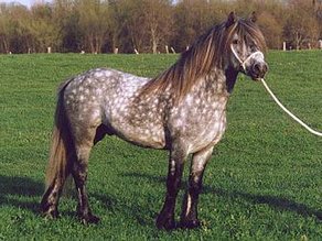 Horse Breed Dales Pony
