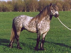 Pferderasse Dales Pony