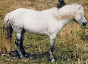 Horse Breed Cheju Pony