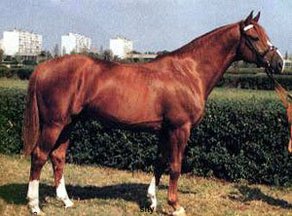 Horse Breed Gidran-Arab