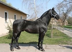 Horse Breed Nonius